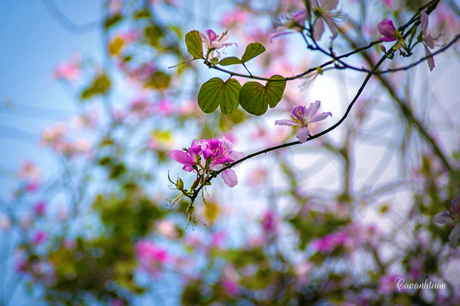 DSC-7986-1425285121_660x0